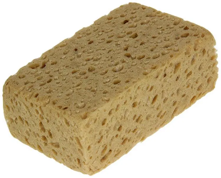 Brauner Schwamm - Sam